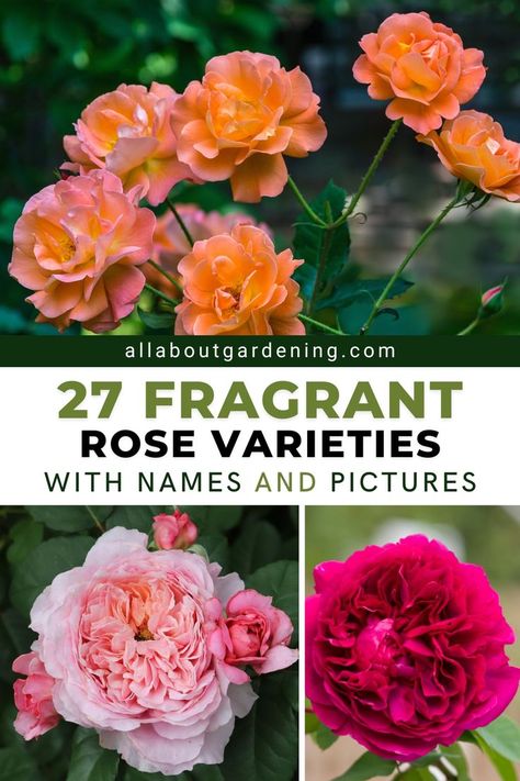 If you love strongly scented roses, you’ll want to fill your garden with this list of roses with intense perfume. In this article, our gardening expert and rose enthusiast outlines her list of the top most fragrant roses to grow in the garden! Flower Planting Guide, Rose Plant Care, Front Flower Beds, Rose Garden Design, Fragrant Roses, Vegetable Garden For Beginners, Rose Varieties, Best Perennials, Rose Seeds