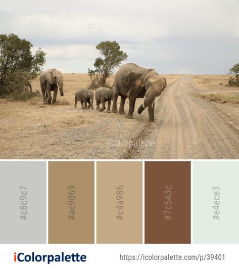 Color palette theme related to african elephant, ecosystem, elephant, elephants and mammoths, herd, Image, indian elephant, safari, savanna, tusk, wildlife, .   Download color palette as Pdf, Adobe swatch and more. Color Palette Theme, Colour Wheel Theory, Elephant Safari, Elephant Colour, African Colors, Color Palette Ideas, Indian Colours, House Color Palettes, Palette Ideas