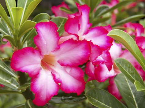 Plant lovers are always looking for easy to grow, unique plants with a fun aspect. Adenium desert rose plants are perfect specimens for the intrepid or novice gardener. This article provides additional information for growing desert rose plants. Desert Rose Care, Propagating Roses, Rose Plant Care, Desert Rose Plant, Rose Plant, Rose Care, Pink Desert, Rose Trees, Growing Roses