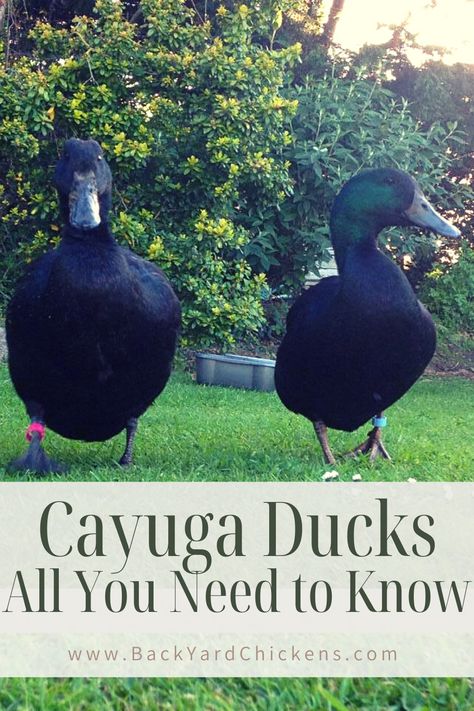 Types Of Duck Breeds, Cayuga Duck Eggs, Breeds Of Ducks, Ducks In The Garden, Duck Fence Ideas, Toys For Ducks, Duck House Ideas Backyards, Backyard Ducks Habitat, Diy Duck Enclosure Ideas