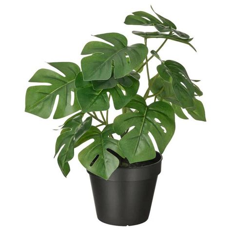 A lifelike and substantial bright green dense cheese plant/monstea set in in a black plastic pot.   The pot is 11cm tall and also has a top diameter of 12cm. 33cm/14 inches tall in total. Packaged in compact form for postage and may require some simple arranging of individually wired stems to achieve best look. Outdoor Monstera, Pachira Aquatica, Plant Indoor, Artificial Potted Plants, Decoration Plante, Monstera Plant, Real Plants, Tiny House On Wheels, Fake Plants