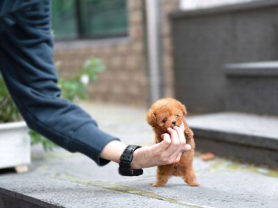 Micro Teacup Poodle, Micro Poodle, Dogs Fluffy, Teacup Poodles For Sale, Teacup Poodle Puppies, Micro Teacup Puppies, Teacup Poodle, Cute Teacup Puppies, Red Poodles