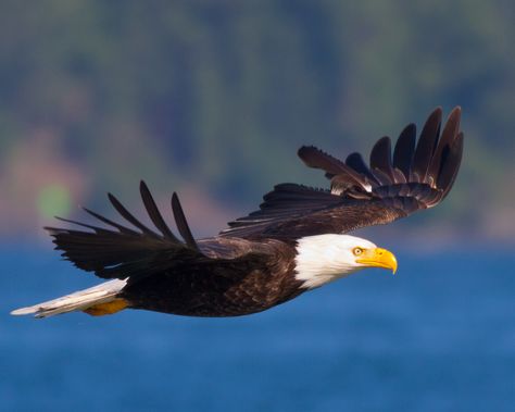 Bold Eagle, Fly Drawing, Bird Flying, Bird Drawings, Birds Eye View, Birds Flying, Birds Eye, Side View, Birds In Flight