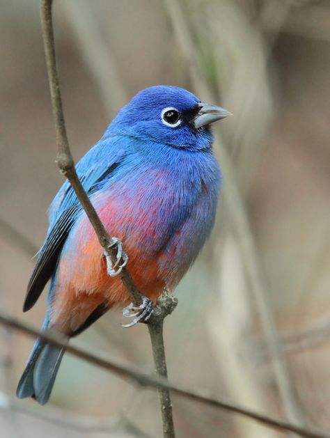 Rose-bellied bunting (Passerina rositae) Nosara, Kinds Of Birds, Airbrush Art, Nature Birds, Backyard Birds, All Birds, Bird Pictures, Exotic Birds, Pretty Birds