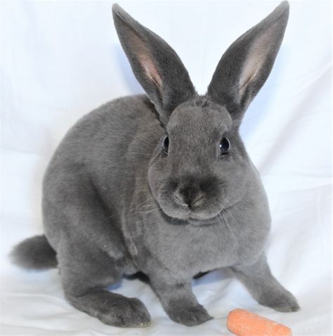 Blue Mini Rex Bunny Mini Rex Bunny, Rex Bunny, Bunny Breeds, Mini Rex Rabbit, Sweet Disposition, Bunny Images, Watership Down, Rex Rabbit, Pet Rabbit