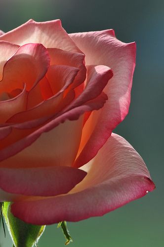 Rose Close Up, Plant Close Up, Bluebeards Castle, Rosé Close Up, Flower Candy, Flower Close Up, Natural Flowers, Flowers Bouquet Gift, Colorful Roses