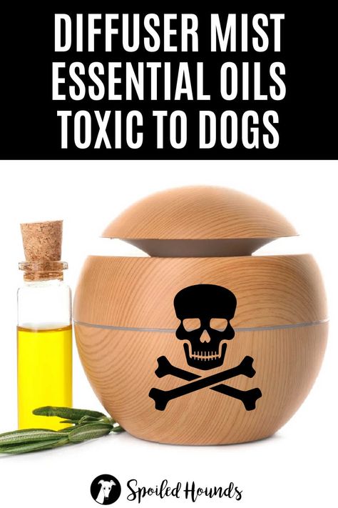 Do you use an essential oil diffuser and have a dog? Some essential oils can be harmful or fatal for dogs to breathe. Keep your dog safe and get the list of diffuser essential oils toxic to dogs. Learn which essential oils are safe for diffusing around your pet. #diffuser #dogsafety Essential Oils Bad For Dogs Diffuser, Toxic Oils For Dogs, Essential Oils That Are Bad For Dogs, Essential Oils Pets Safety, What Essential Oils Are Bad For Dogs, Essential Oils Safe For Dogs Diffuse, Dog Safe Essential Oils To Diffuse, Essential Oils And Dogs, Essential Oils Bad For Dogs