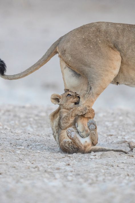 Lion Cubs, Cele Mai Drăguțe Animale, Wildlife Pictures, Animale Rare, Lion Cub, A Lion, Cute Animal Pictures, Sweet Animals, On The Ground