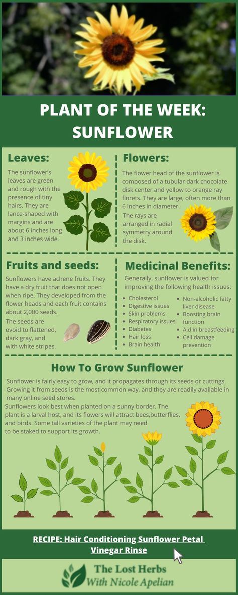 Sunflower Health Benefits, What To Do With Sunflowers, Sunflower Magical Properties, When To Plant Sunflower Seeds, How To Plant Sunflower Seeds, Sunflower Uses, Sunflower Benefits, Pollinator Garden Layout, Pollination Garden