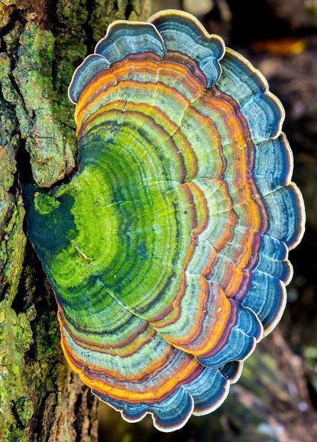 This image is from the book "Mushrooms of Hawai'i by Don Hemmes and Dennis Desjardin. I have rotated the image to better see the fine color gradations. which were hard to see in the horizontal view,. More about the book at link below. It can be ordered on Amazon Lichen Moss, Mushroom Pictures, Plant Fungus, Seni Origami, Mushroom Fungi, Wild Edibles, Wild Food, Mushroom Art, Wild Mushrooms