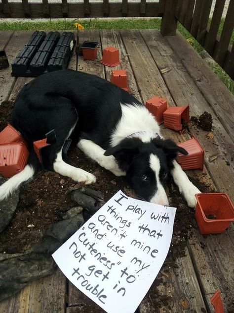 Border Collie Humor, Dog Shaming Funny, Cat Shaming, Animal Shaming, Dog Shaming, Game Mode, Border Collie Dog, Bad Dog, Collie Dog