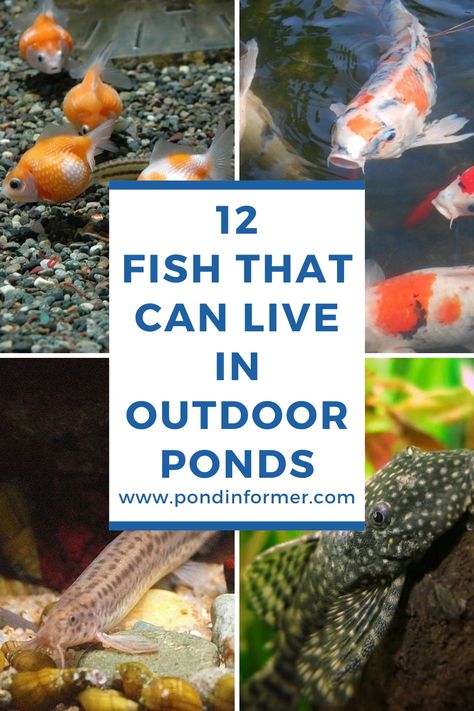 Fish Pond Ideas Small Garden, Fish Pond Landscaping, Outdoor Fish Tank Ideas Garden Ponds, Container Koi Pond, Koi Fish Pond Design, Landscaping Ponds Ideas, Building A Fish Pond, Outdoor Ponds Ideas, Small Outdoor Pond With Waterfall