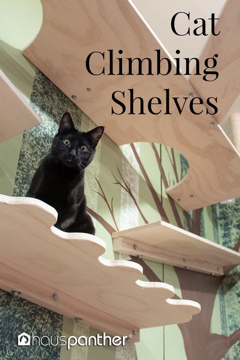 Cat Shelf Plans, How To Build Cat Shelves, Ultimate Cat Room, Cat Room Ideas Diy Climbing Wall, Diy Cat Walks In House, Cat Walls Living Room, Inside Cat Ideas Spaces, Homemade Kitten Toys, Cat Rooms Indoor Diy