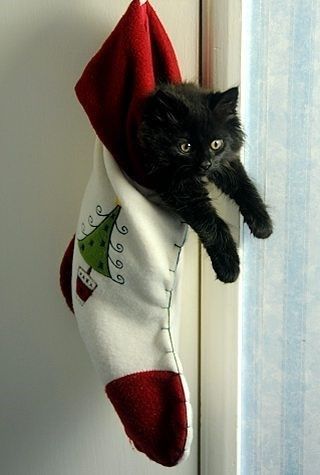 Cat Stockings, Söpö Kissa, Cat Pfp, Christmas Kitten, Söt Katt, Animal Antics, Kitten Pictures, A Black Cat, Black Kitten