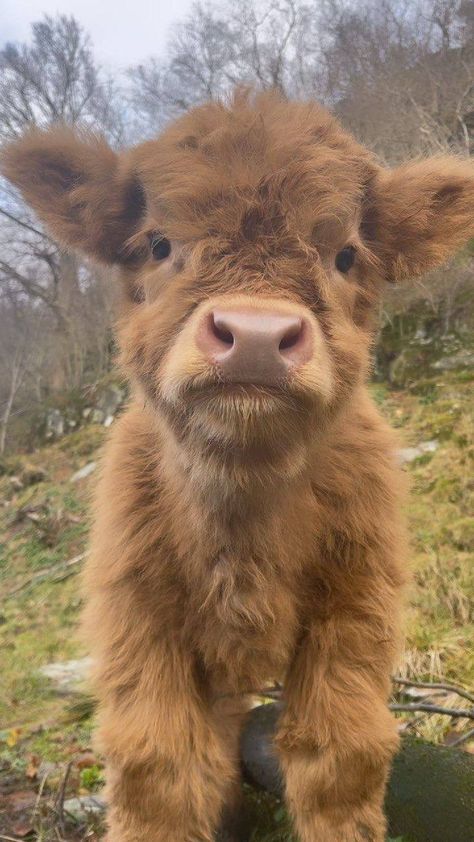 Fluffy Cow, Pet Cows, Mini Cows, Baby Farm Animals, Fluffy Cows, Cute Small Animals, Highland Cows, Cute Animals Puppies