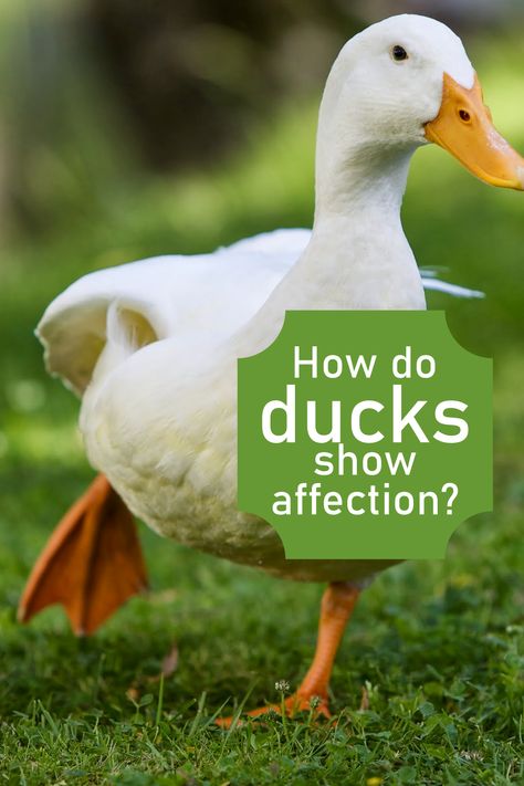 Want to know how ducks show affection? Here is an article that shows you everything you need to know. Raising Baby Ducks, Duck Diapers Diy, Duck Toys For Ducks, Outdoor Duck Pen, Duck Enrichment, Duck Run Ideas, Natural Chicken Coop, Animal Nicknames, Duck Coop Ideas