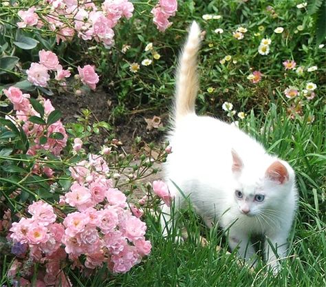 Pink And White, A Small, Flowers, Green, Pink, White