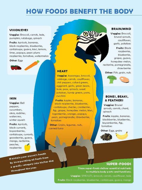 Food for Parrots | Parrot Food Infographic | Macaw Parrot Health | Pet Birds | Conure |  La Beℓℓe ℳystère | Cockatoo | Cockatiel | Senegal | Lovebird | Parakeet Parrot Diet, Parrot Pet, Bird Treats, Amazon Parrot, Info Board, Macaw Parrot, Bird Care, African Grey Parrot, Parrot Toys