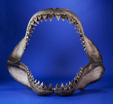 Megalodon Jaw, Shark Jaw Tattoo, Shark Jaws Tattoo, Jaw Tattoo, Mega Shark, Shark Jaw, Rose Drawing Tattoo, Shark Mouth, Shark Jaws