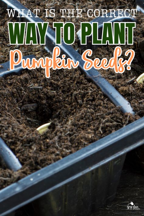 How To Plant Pumpkin Seeds, Pumpkin Growing Tips, Seed Planting For Kids, Plant Pumpkin Seeds, Grow Pumpkins From Seeds, Seeds Preschool, Planting Pumpkin Seeds, When To Plant Pumpkins, Fall Planting Guide