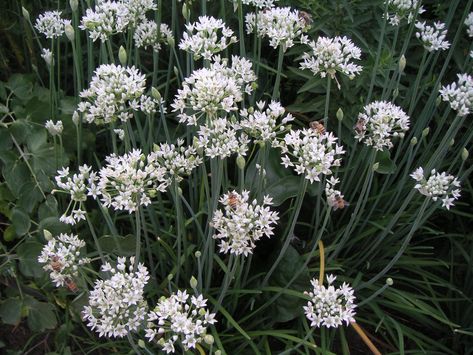 Allium sativum  — THE GREEN INSTITUTE Garlic In Containers, Garlic Planting, Allium Sativum, Bulbous Plants, Human Lungs, Planting Guide, Fish And Meat, Fenugreek Seeds, Natural Therapy