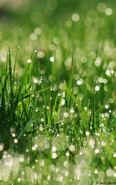 Morning Dew Bokeh | Jack Hood | Flickr Relaxing Rain Sounds, Bokeh Photography, Henry Miller, Morning Dew, Water Photography, Dew Drops, Water Droplets, The Grass, Rain Drops