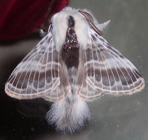 Large Moths | Large Tolype Moth. - Tolype velleda - male Tolype Moth, Moth Dragon, Beautiful Moths, Types Of Moths, Large Moth, Character Design Tips, Fish Rocks, Moth Wings, Nebulas