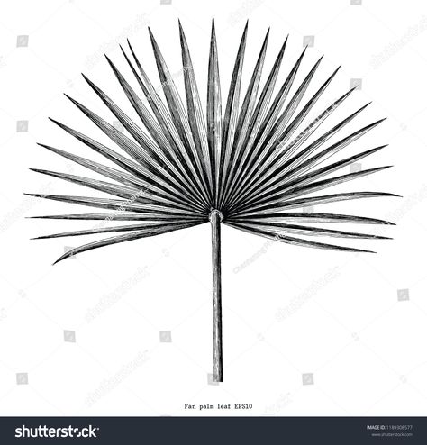 Fan palm leaf hand draw vintage engraving clip art isolated on white background #Ad , #Ad, #hand#draw#vintage#Fan Fan Palm Leaf, Palmetto Leaf, Leaves Sketch, Palm Tattoos, Fan Palm, Leaf Drawing, Antique Images, Vintage Fans, Hand Draw