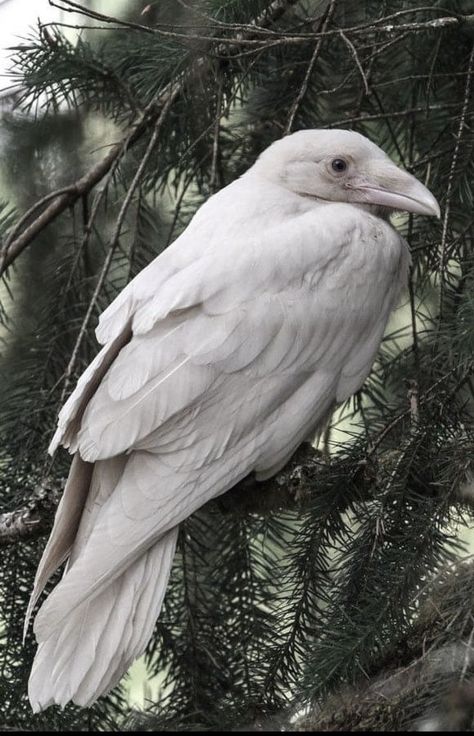 Albino Raven, House Of Wolves, What Is A Bird, Crows Ravens, Viking Art, Witch Aesthetic, Animal Art, Art Reference, Sketch Book