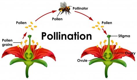 Diagram showing pollination with flower ... | Free Vector #Freepik #freevector #flower #education #nature #cartoon Biology Class 12, Biology Plants, Hoverfly, Bee Illustration, Biology Lessons, Agriculture Education, Teaching Biology, Science Notes, Biology Notes