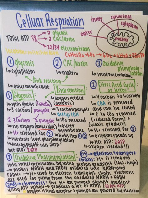 Cellular Respiration!!!! Calculus Notes, Cell Respiration, Biochemistry Notes, Biology Poster, Photosynthesis And Cellular Respiration, Learn Biology, A Level Biology, Chemistry Education, Dental Hygiene School