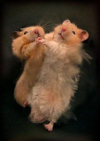 Hamster even dance the jive! Dancing Animals, Funny Mouse, Funny Hamsters, Dance Humor, Cute Hamsters, Weird Animals, Hamsters, Dancing With The Stars, Animals Friends