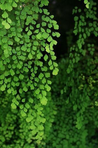 Emerald Colour, Maidenhair Fern, Ferns Garden, Foto Transfer, Colour Texture, Nature Plants, Green Nature, Green Trees, Patterns In Nature