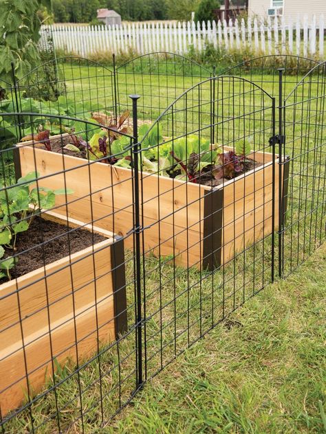 Fence With Gate, Modern Gardening, Plants Growing, Relaxing Outdoors, Easy Landscaping, Inspire Me Home Decor, Vegetable Garden Design, Landscaping Tips, Outdoor Lawn