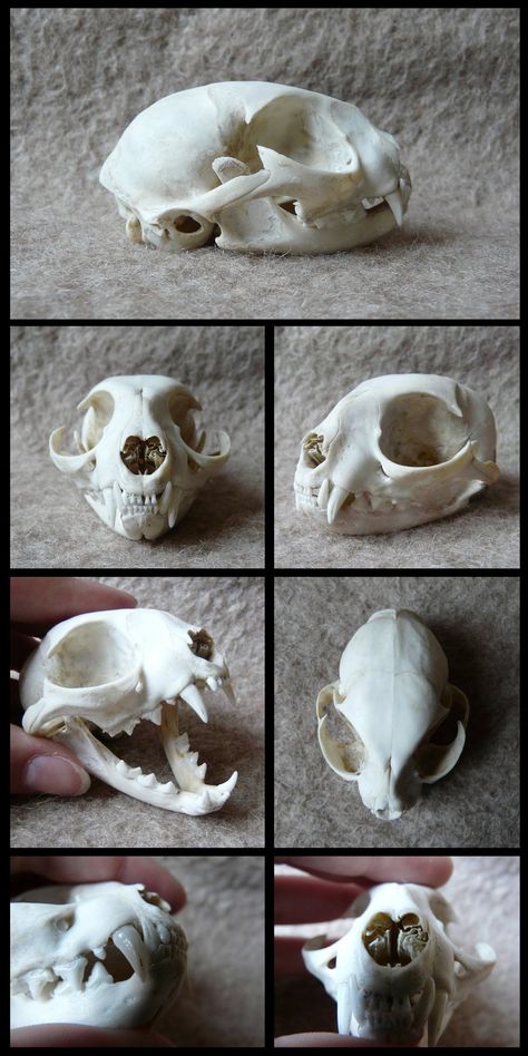 Crested Porcupine, Animal Skull Drawing, Feline Anatomy, Skull Anatomy, Anatomy Bones, Skull Reference, Skull Collection, Cat Skeleton, Cat Anatomy