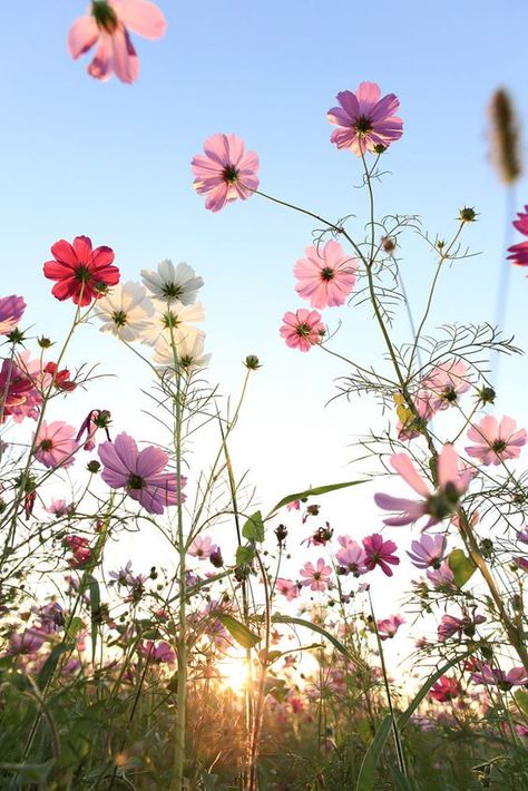 Cosmos Flowers, Have Inspiration, Fotografi Alam Semula Jadi, Alam Semula Jadi, Leopards, Love Flowers, Flower Wallpaper, Belle Photo, Pretty Flowers