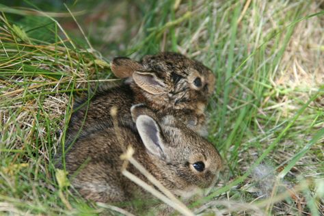 How to Care for a Wild Rabbit Nest : 5 Steps (with Pictures) - Instructables Wild Baby Rabbits, Duckling Care, Animated Rabbit, Rabbit Nest, Wild Rabbits, Wild Bunny, Baby Rabbits, Young Rabbit, Raising Ducks