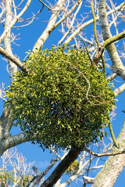 Mistletoe Plant, Mistletoe Kiss, Christmas Tradition, Deciduous Trees, Country Gardening, Exotic Plants, Interesting Articles, Red Berries, Winter Garden