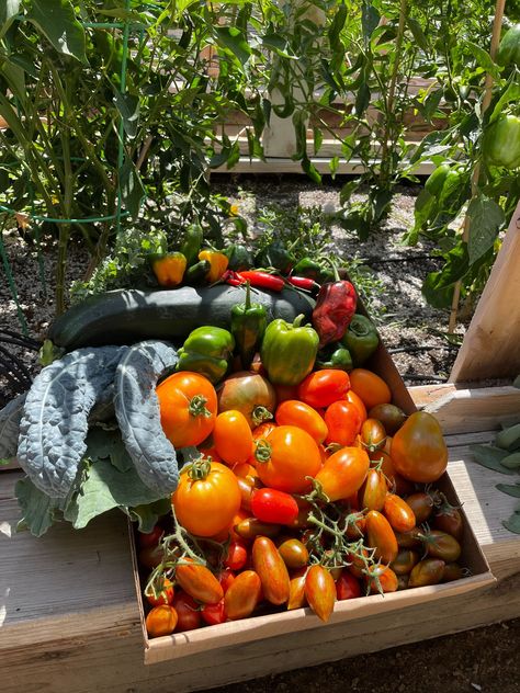 organic vegetables Garden Harvest Aesthetic, Harvesting Aesthetic, Forager Aesthetic, Harvest Aesthetic, Farm Harvest, Edible Gardens, Fall Gardening, Harvest Basket, Farm Lifestyle