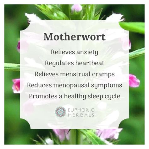 6 Healing Benefits of Motherwort for Women – Euphoric Herbals Motherwort Benefits, Herb Properties, Spell Bags, Digestive Bitters, Poor Digestion, How To Calm Nerves, Blood Pressure Medications, Spell Jar, Magical Herbs