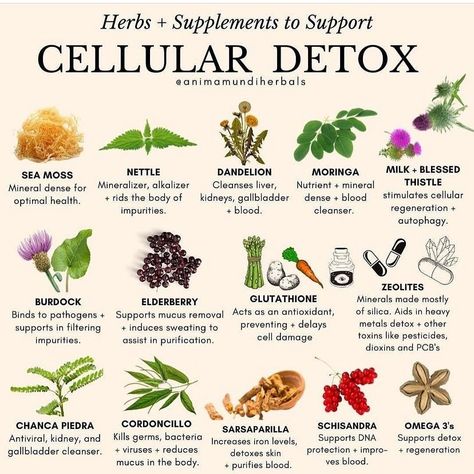 @ru.prive on Instagram: “To provide essential minerals to the body add nutrient dense herbs and superfoods. These have been used medicinally since before any of us…” Gallbladder Removal, Detox Herbs, Medical Herbs, Magic Herbs, Healthy Herbs, Natural Healing Remedies, Natural Antibiotics, Herbal Healing, Home Health Remedies