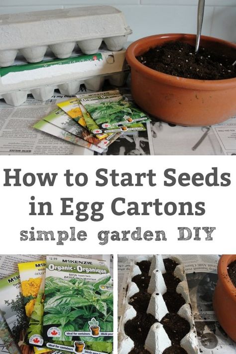 Egg Carton Seed Starter, Seeds In Egg Cartons, Planting Seeds Indoors, Fun Garden Projects, Crystal Gardens, Nature Learning, Garden School, Seed Starters, Nature Ideas