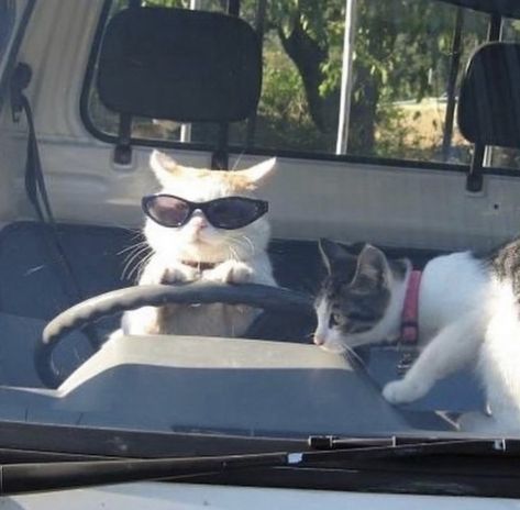 18 Meme Worthy No Context Cats (Pictures) Two Cats, Sunglasses, Funny