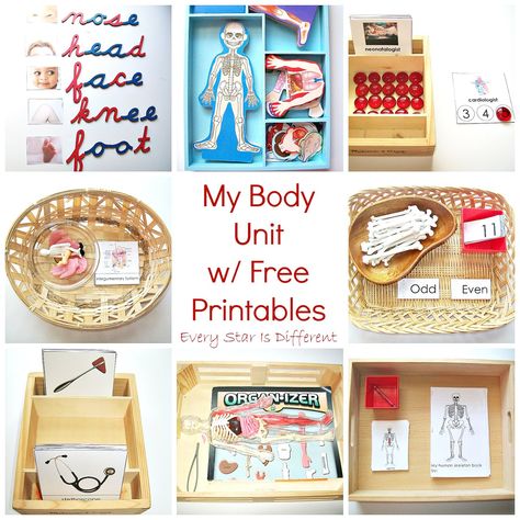 Every Star Is Different: My Body Unit w/ Free Printables from Every Star Is Different Preschool Body Theme, Human Body Unit Study, Body Preschool, Human Body Activities, Montessori Science, Human Body Unit, Montessori Lessons, Health Unit, Montessori Ideas