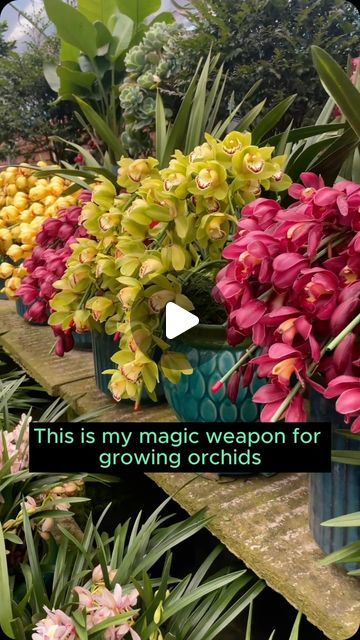 Caring For Orchids, Orchid Garden Ideas, Orchid Plant Care, Orchid Garden, Growing Orchids, Plant Hacks, Orchids Garden, Fertilizer For Plants, Orchid Care