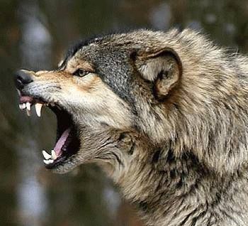 Angry Wolf, Cai Sălbatici, Wolf Quotes, Wolf Photos, Wolf Pictures, Wolf Spirit, Beautiful Wolves, Warrior Quotes, Lone Wolf