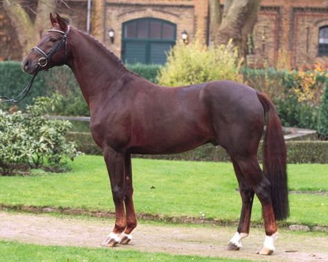 Throughbred Horses, Horses Beautiful, Liver Chestnut, Horse Coat Colors, Warmblood Horses, Horse Inspiration, Year Of The Horse, Types Of Horses, Thoroughbred Horse