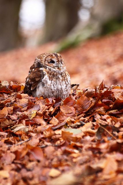 I love this shot - our friendly little Tawny Owl is actually looking up at her handler, who was attempting to remove a leaf which had managed to lodge itself in the Owls eye