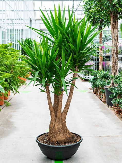 Yucca Elephantipes - Hercs Yucca Tree, Yucca Plant, Backyard Plants, Corner Garden, Unusual Plants, Agaves, Roof Garden, Dark Places, Container Gardening