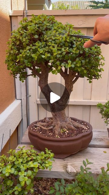 15 second trim 🌳 #bonsai #bonsaitree #bonsailovers #plants #plantlovers #gardening #garden #nature #art #design #dwarfjade #dwarfjadebonsai | Instagram Bonsai Pots Ideas, Jade Plant Bonsai, Tree Types, Jade Bonsai, Planting Plants, Jade Tree, Bonsai Tree Types, Bonsai Ideas, Bonsai Art